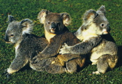 Koala Cubs_175