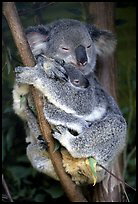 Koala_138_aust6195