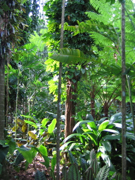 rainforest_02 (269_358)