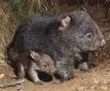 wombat (mum & little)_160