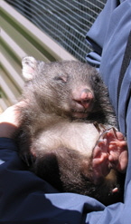 wombat_baby_on_arm_02 (145_247)