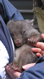 wombat_baby_on_arm_04 (145_267)