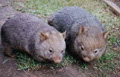 wombats (two_same size)_120